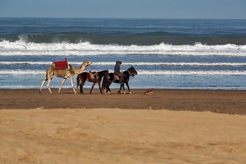 Two local riders with three horses and a dromedary for tourists on the beach