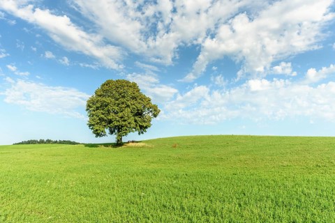 Lone basswood tree on a hill in the landscape. Jura