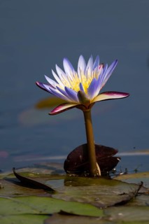 Water lily