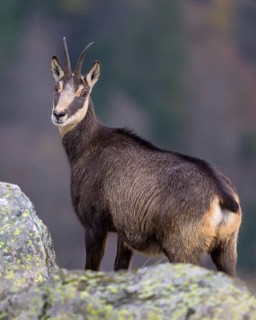 Chamois