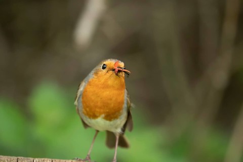 European robin