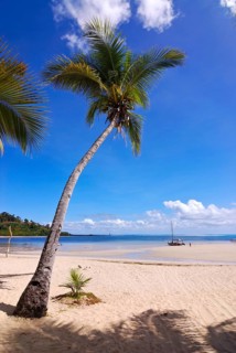 Single palm tree on the beach of Andilana