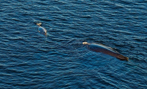 Aerial of a humpback whale