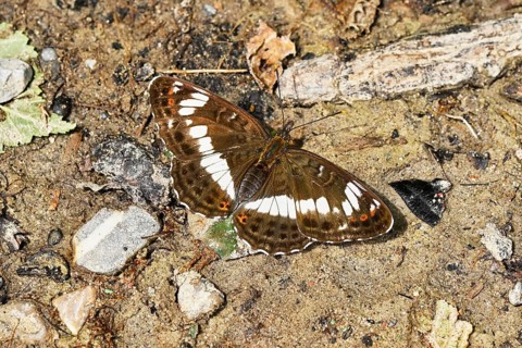 Map butterfly