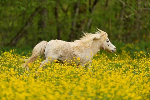 Icelandic horse