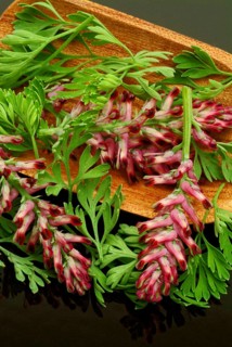 Medicinal plant Common fumitory