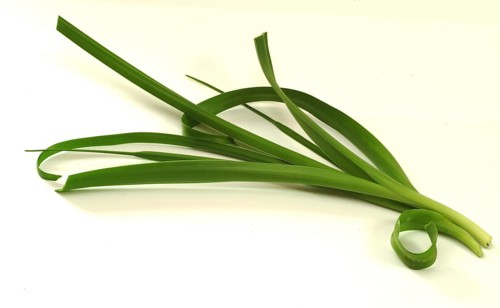 Medicinal plant genuine sea onion