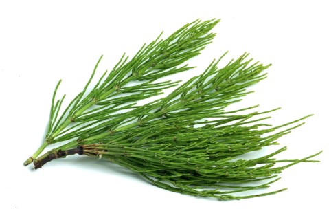 Field horsetail