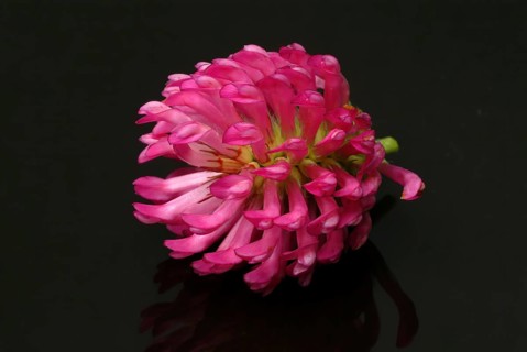 Meadow clover