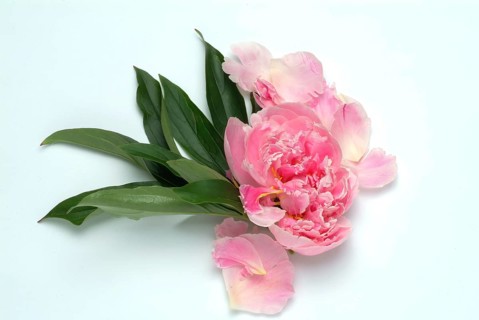 European peony