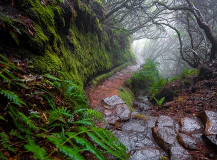 Misty forest on a hiking trail along a levada
