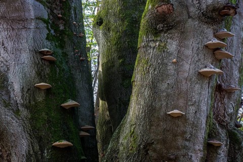 Common beech