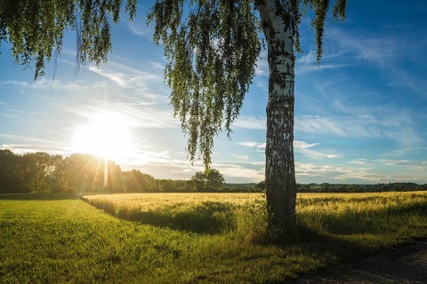 Little growth field and birch at sunset in golden hour