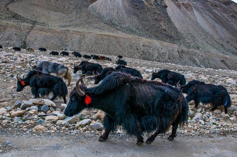 Yaks