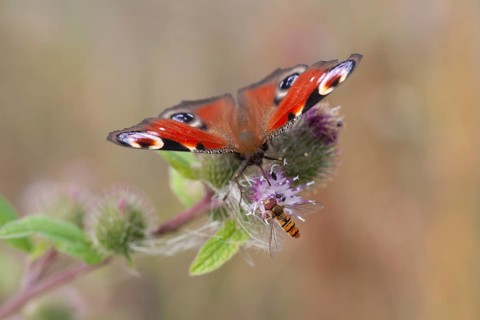 Peacock butterfly
