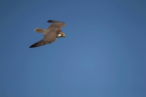 Lanner falcon