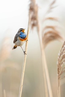 Mating bluethroat