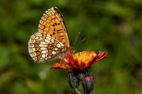 Valerian fritillary