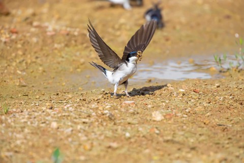 Common house martin