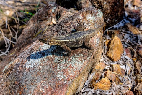 Andohahela National Park