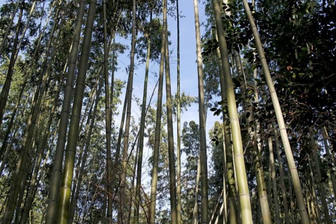 Bamboo trunks in the Arashiyama bamboo forest in Kyoto