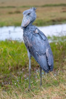 Shoebill