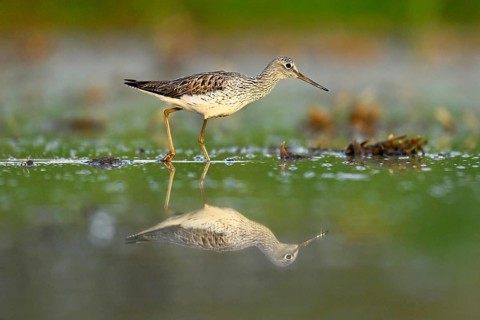 Common greenshank