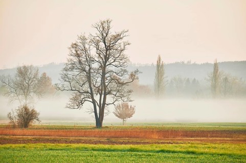 Alder Reussspitz