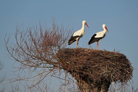 Two white storks
