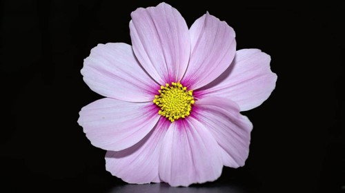 Mexican aster