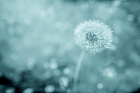 Flowering dandelion