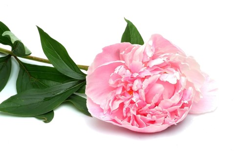 European peony