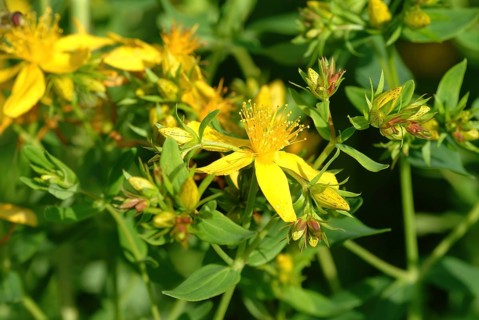 Medicinal plant St. John's wort