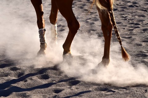 Training of an American Quarter Horse in western riding on a dusty riding arena in midsummer