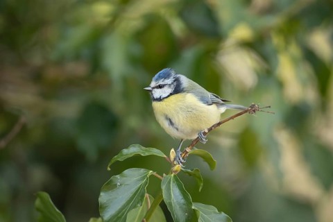 Blue tit