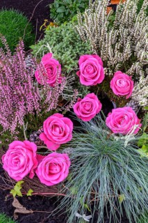 Grave with flower decoration and shrub rose