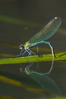 Banded demoiselle