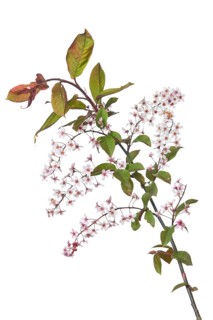 Weeping cherry