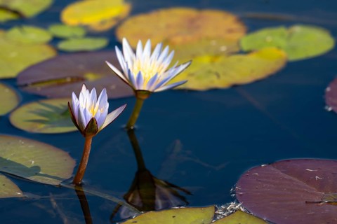 Water lilies