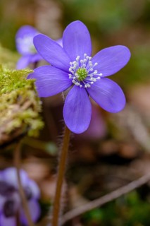 Liverwort