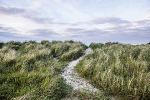 European marram grass