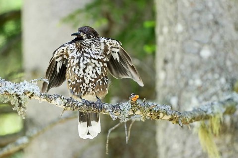 Spotted nutcracker