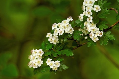 Flower of the common hawthorn