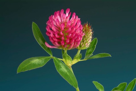 Meadow clover