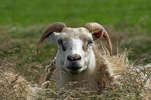 Sheep with horns