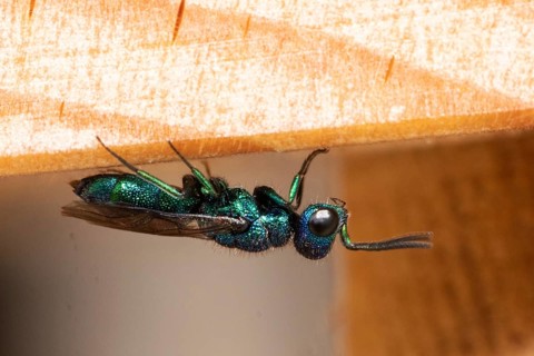 Blue golden wasp sitting on wood from below looking right