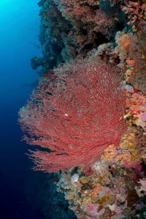 Gorgonian Red Knot Coral