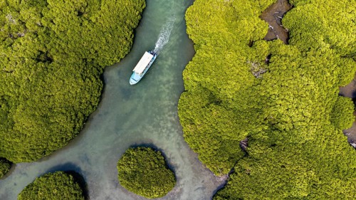 Aerial of the Mangrove forest