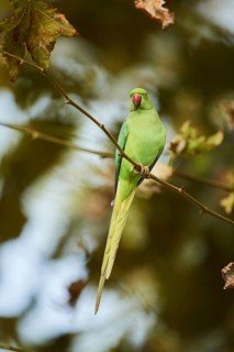 Monk parakeet