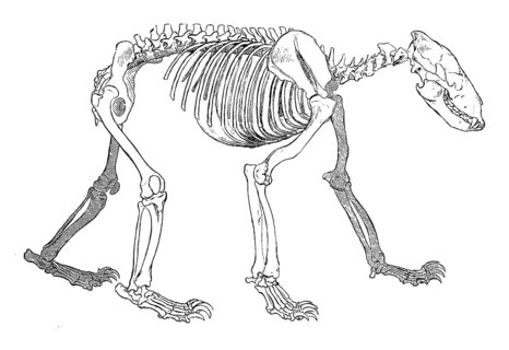 Skeleton of a brown bear